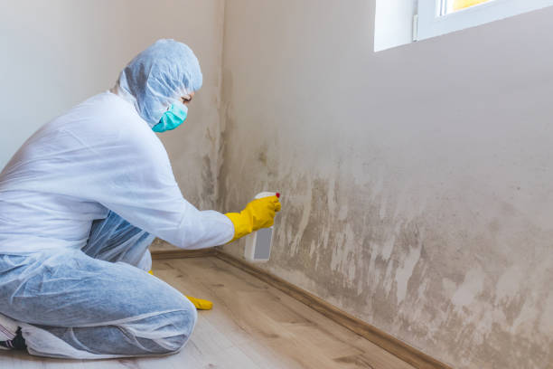 Mold Remediation specialist working in Cedarville