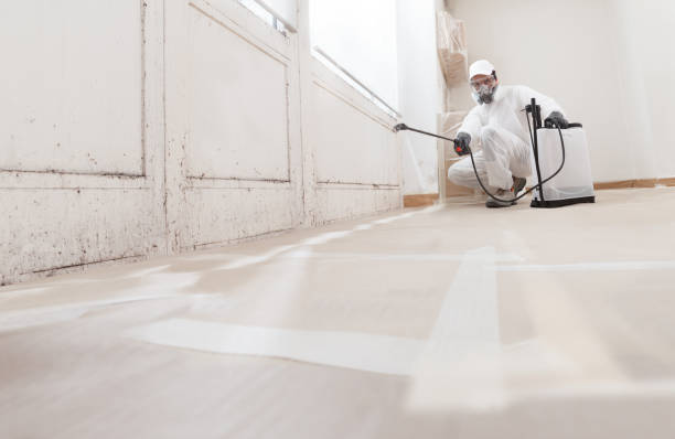 Black mold remediation team in Cedarville